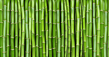 The Bamboo Power - Naked Nation UK